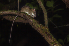 Vandeleuria nilagiricus