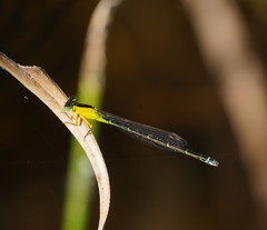 Ischnura pruinescens