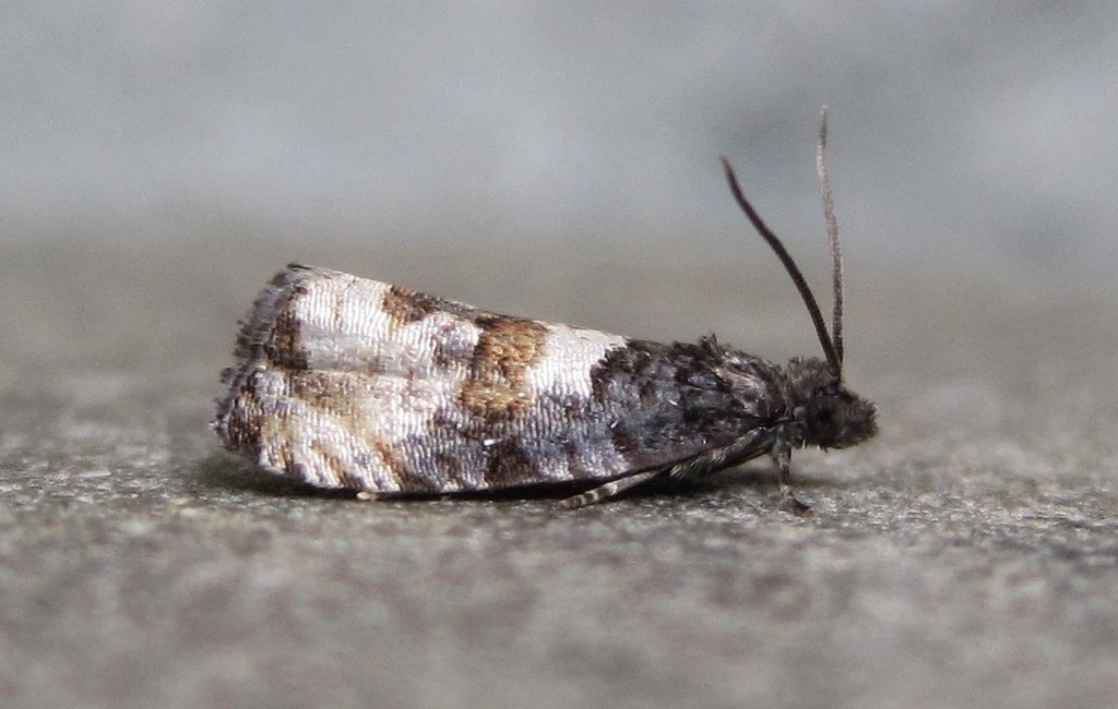 Impudent Hulda Moth