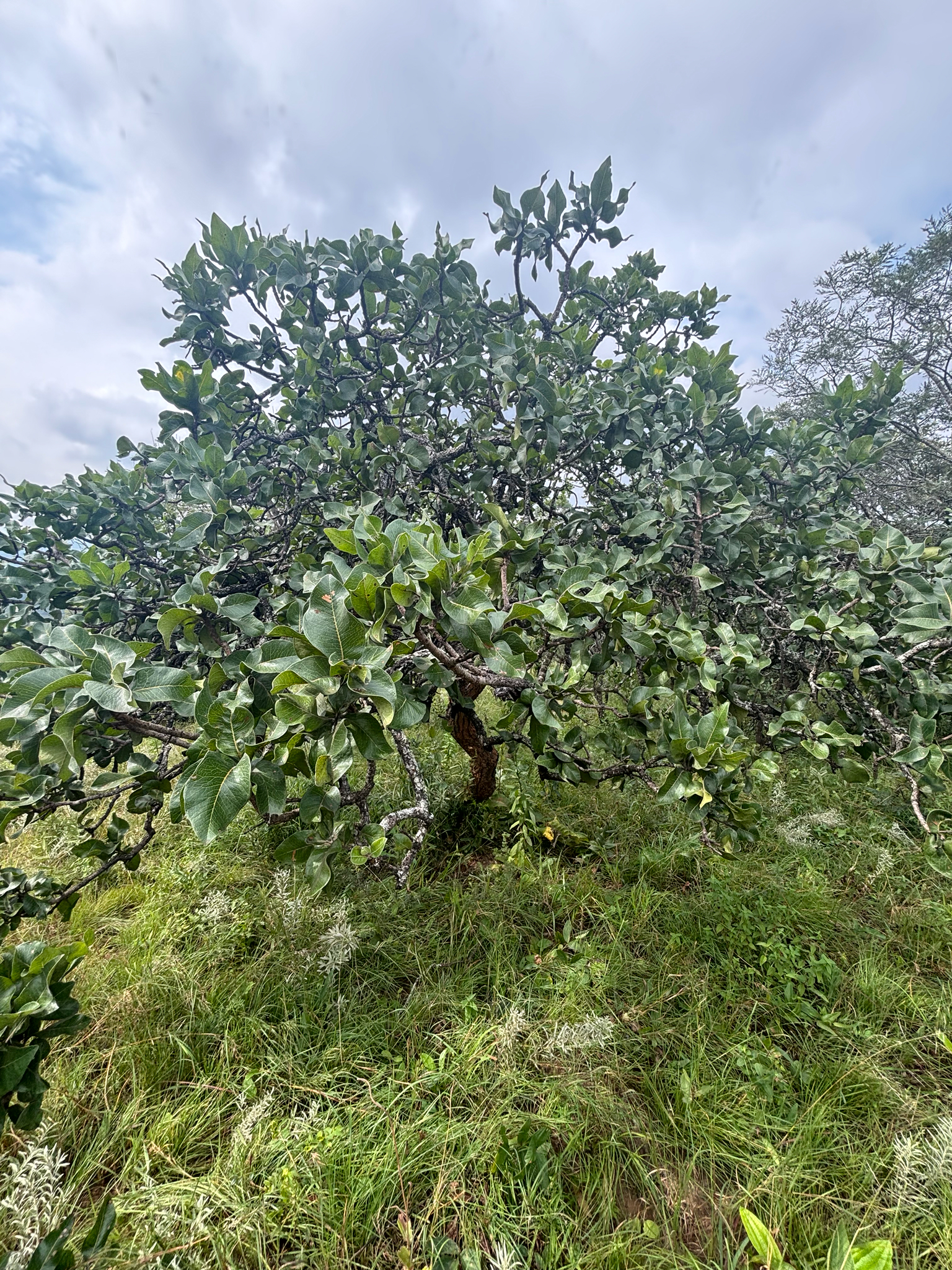 Imagem de Faurea rochetiana não possui um nome popular amplamente reconhecido no Brasil