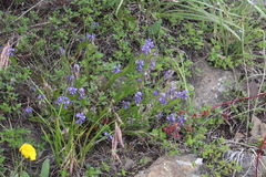 Polygala alpicola