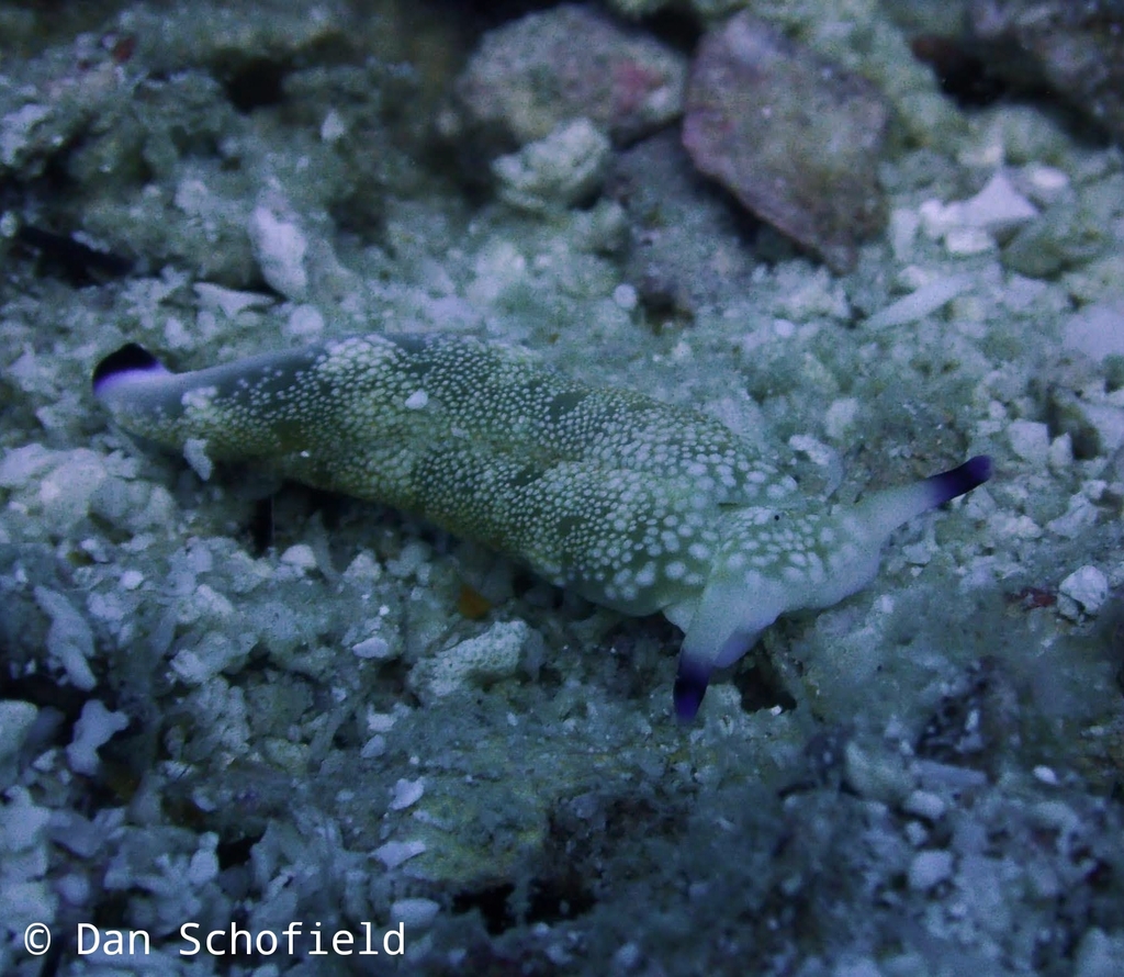 Plakobranchus papua