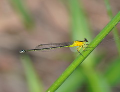 Ischnura pruinescens