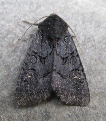 Apamea impulsa