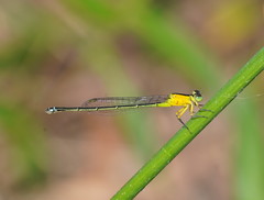 Ischnura pruinescens