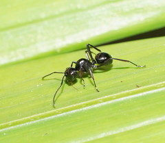 Polyrhachis robsoni