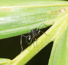 Polyrhachis robsoni
