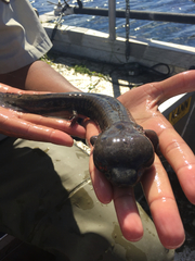 Necturus maculosus