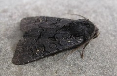 Apamea impulsa
