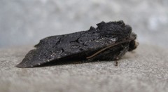 Apamea impulsa