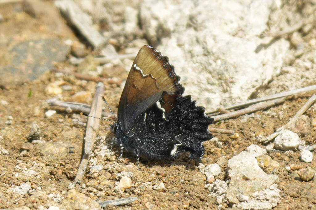 Ahlbergia collosa