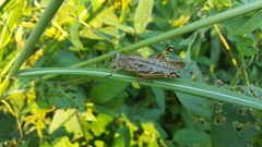 Shirakiacris shirakii