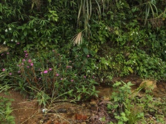 Impatiens chinensis