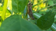 Shirakiacris shirakii