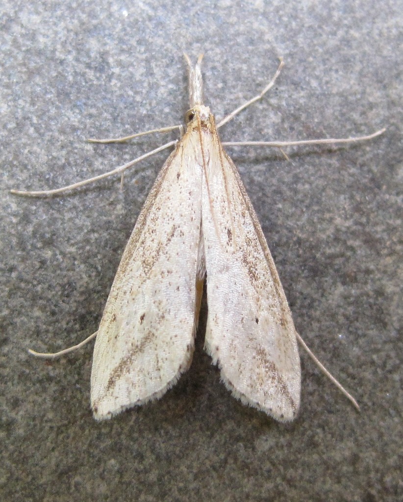 Long-beaked Donacaula Moth