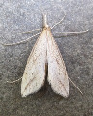 Donacaula longirostrallus