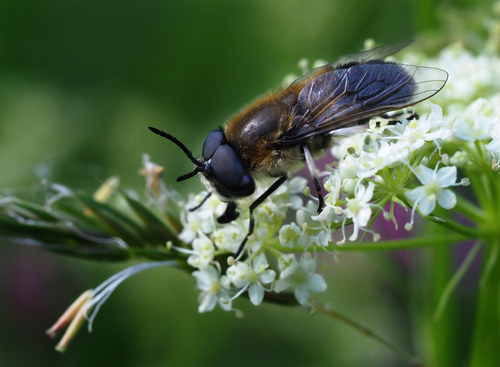 Heptatoma pellucens (Fabricius, 1777)