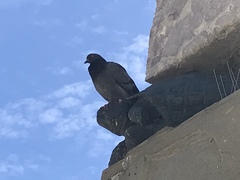 Columba livia domestica