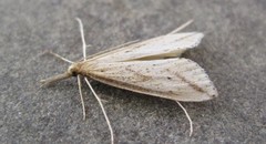 Donacaula longirostrallus