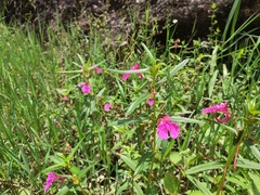 Impatiens chinensis