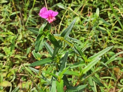 Impatiens chinensis