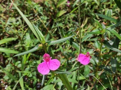 Impatiens chinensis