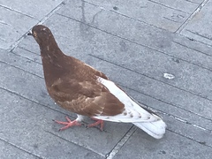 Columba livia domestica