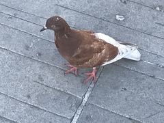 Columba livia domestica
