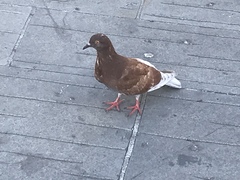 Columba livia domestica