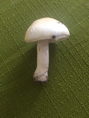 Agaricus campestris