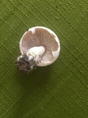 Agaricus campestris