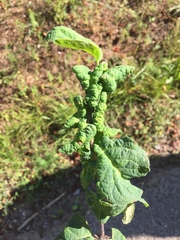 Prociphilus xylostei