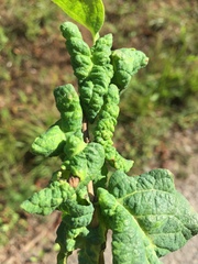 Prociphilus xylostei