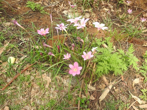 Rose Pink Zephyr Lily