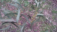 Eucalyptus radiata radiata