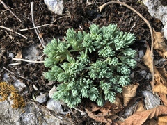 Sedum
