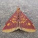 Mint-loving Pyrausta Moth and Allies - Photo (c) edporopat, some rights reserved (CC BY-NC), uploaded by edporopat