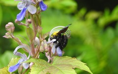 Xylocopa ruficornis