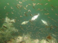 Notolabrus celidotus