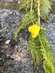 Utricularia australis
