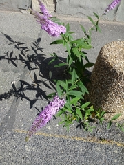 Buddleja davidii