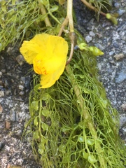 Utricularia australis