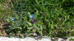 Anchusa pusilla