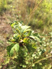 Dasineura crataegi
