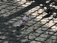 Columba livia domestica
