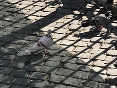 Columba livia domestica