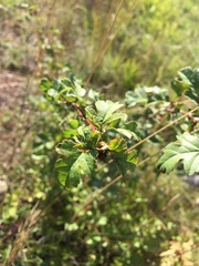 Dasineura crataegi
