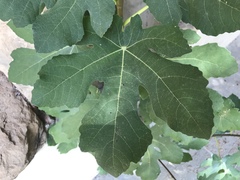 Ficus carica