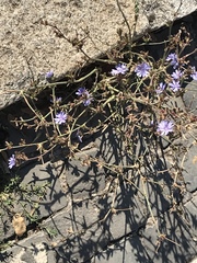 Cichorium intybus