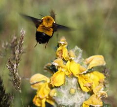 Bombus melanurus